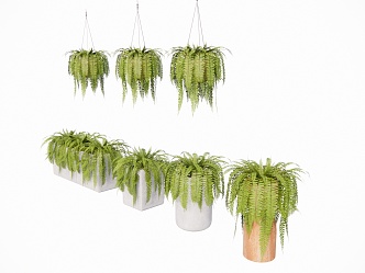 Indoor hanging plants 3d model