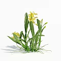Fresh Yellow Orchids With Green Leaves And Exposed Roots In Natural Growth