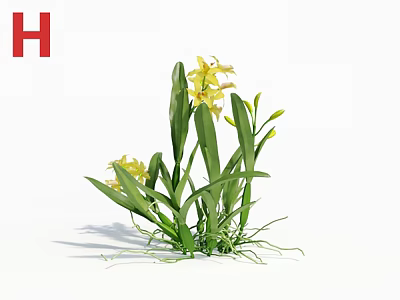 Fresh Yellow Orchids With Green Leaves And Exposed Roots In Natural Growth 3d model