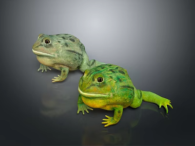 Two Vibrant Green And Yellow Frogs With Smooth Skin Sitting On Dark Background 3d model
