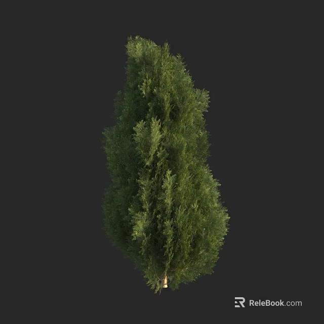 Tall Evergreen Arbor With Lush Green Foliage And Slender Trunk In Landscape 3d model 
