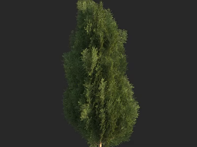 Tall Evergreen Arbor With Lush Green Foliage And Slender Trunk In Landscape 3d model
