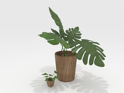 Bonsai Potted Plant with Large Green Leaves in Wooden Pot and Small Companion Plant 3d model
