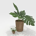 Bonsai Potted Plant with Large Green Leaves in Wooden Pot and Small Companion Plant