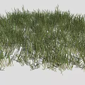 Vibrant Green Grass Clumps In Varied Heights For Garden Landscape Design