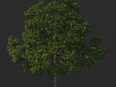 Lush Green Arbor with Dense Foliage Strong Trunk in Natural Outdoor View 3d model