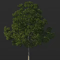 Lush Green Arbor with Dense Foliage Strong Trunk in Natural Outdoor View