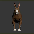 Brown Rabbit With Pink Ears White Face And Paws 3D Model Design 3d model