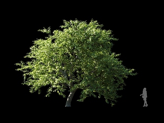 Oak Tree Beech Tree Landscape Garden Street Tree Park Bird's Eye Tree Solitary Planting Greening 3d model