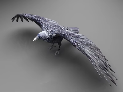 Black Raven With Spread Wings In Mid Flight On Gray Background 3d model