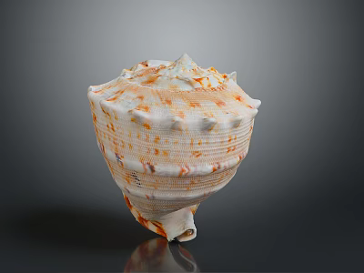 Conch Shell Featuring Spiral Orange White Pattern And Natural Texture On Dark Background 3d model