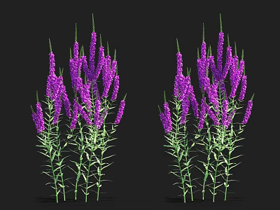 Aquatic Plants with Purple Spiked Flowers Green Stems Leaves in Two Clusters Against Black Background 3d model