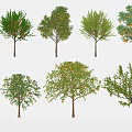 Various Types of Arbor Trees With Green Foliage and Fruits in Natural Setting