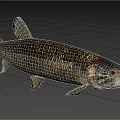 Realistic Pike Fish Model With Long Slender Body And Sharp Teeth On Outdoor Grassy Path