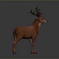 Realistic Brown Deer With Large Antlers Standing On Dark Background 3d model