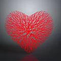 Red Heart Organ with Hair like Vascular Fibrous Network Structure