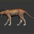 Orange Wild Cat Standing Alert On Dark Background With Shiny Reflective Floor
