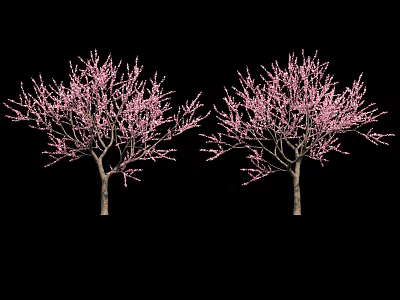 Two Flowering Trees With Pink Blossoms And Full Branches Against Black Background 3d model