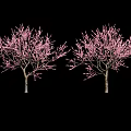 Two Flowering Trees With Pink Blossoms And Full Branches Against Black Background