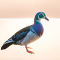 Colorful Flying Bird With Green Purple And Black White Feathers Standing On Light Background