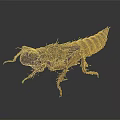 Macro View Of Brown Black Segmented Insect Larva On Dark Background