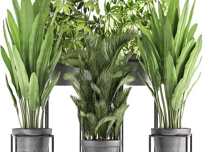 Bonsai Potted Plants Display With Various Green Foliage In Metal Pots And Stands 3d model