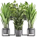 Bonsai Potted Plants Display With Various Green Foliage In Metal Pots And Stands