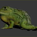 Two Vibrant Green And Yellow Frogs With Smooth Skin Sitting On Dark Background