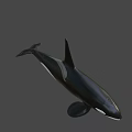 Black And White Orca With Dorsal Fin Swimming In Blue Water