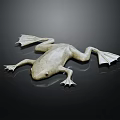 Grayish White Frog With Webbed Feet On Smooth Black Surface With Reflection 3d model