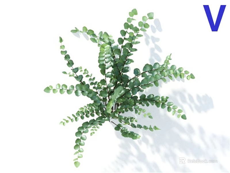 Lush Green Plant With Oval Shaped Leaves And Multiple Branches 3d model 