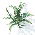 Lush Green Plant With Oval Shaped Leaves And Multiple Branches