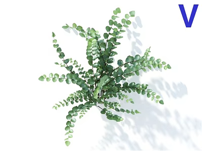 Lush Green Plant With Oval Shaped Leaves And Multiple Branches 3d model