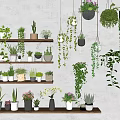 Various Bonsai Potted Plants On Wooden Shelves With Hanging Vines And White Wall Background