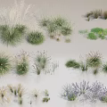 Various Ornamental Grasses and Herbaceous Plants in Green Purple White with Clumping Tufted Growth