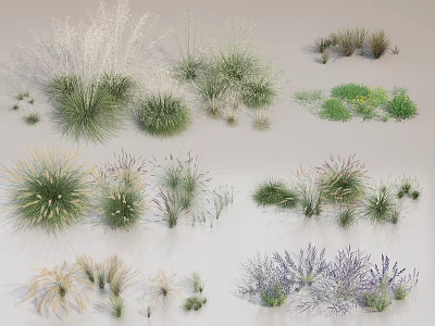Various Ornamental Grasses and Herbaceous Plants in Green Purple White with Clumping Tufted Growth 3d model