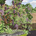 Grapevine Shrub with Green Leaves and Purple Grapes Against Bamboo Fence and Stone Wall