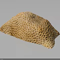 Yellow Marine Sponge Animal With Honeycomb Texture And Reflection On Black Background