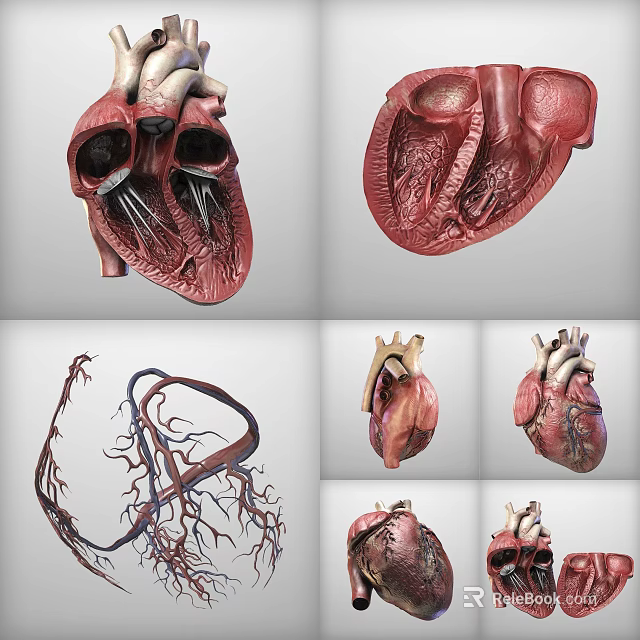 Detailed 3D Heart Models Displaying Anatomical Structures And Vessels From Multiple Angles 3d model 