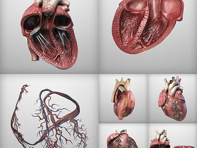 Detailed 3D Heart Models Displaying Anatomical Structures And Vessels From Multiple Angles 3d model