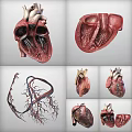 Detailed 3D Heart Models Displaying Anatomical Structures And Vessels From Multiple Angles