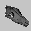 Animal Skull Bone Structure With Detailed Teeth And Natural Texture 3d model