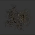 Two Leafless Trees With Visible Trunks And Branches Against White Background