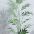 Various Types of Green Potted Plants in Different Flower Pots Against White Wall with Shadows