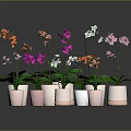 Colorful Orchids with Various Colored Flowers in Pink Ceramic Pots and Lush Green Leaves