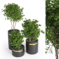 Elegant Modern Garden Decor With Black Planters Gold Accents And Lush Green Foliage Plants