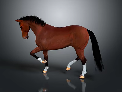 Brown Horse With Black Mane Tail And White Hooves Standing On Gray Reflective Surface 3d model
