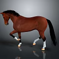 Brown Horse With Black Mane Tail And White Hooves Standing On Gray Reflective Surface