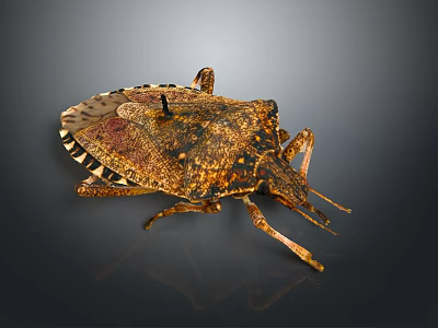 Spotted Reptile Lizard With Scaly Body Crawling On Dry Rock Surface 3d model