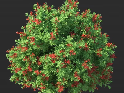 Lush Green Leaf Shrub With Vibrant Red Flowers In Garden Landscape 3d model